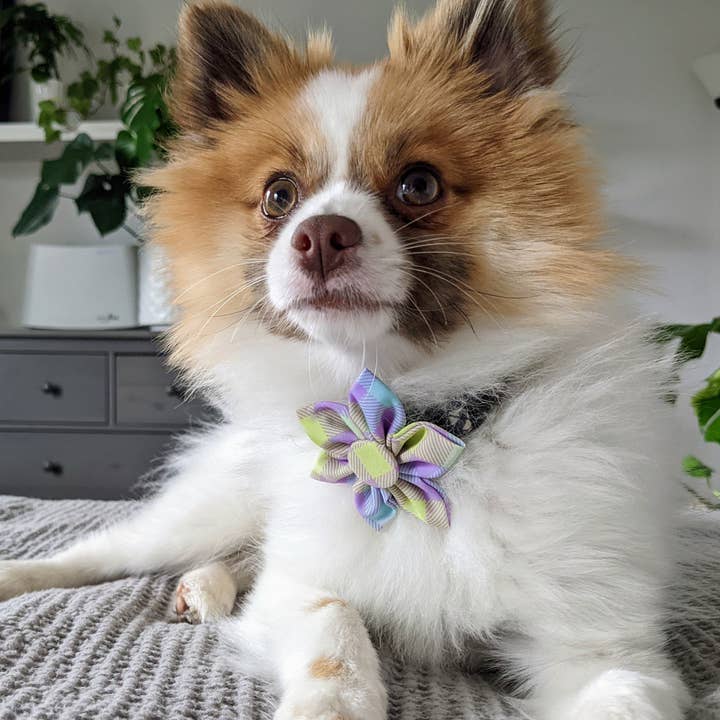 Huxley & Kent – Großhandel Fliege für Haustiere – Katze/Hund – Lavendel-Zitronen-Karo-Windrad