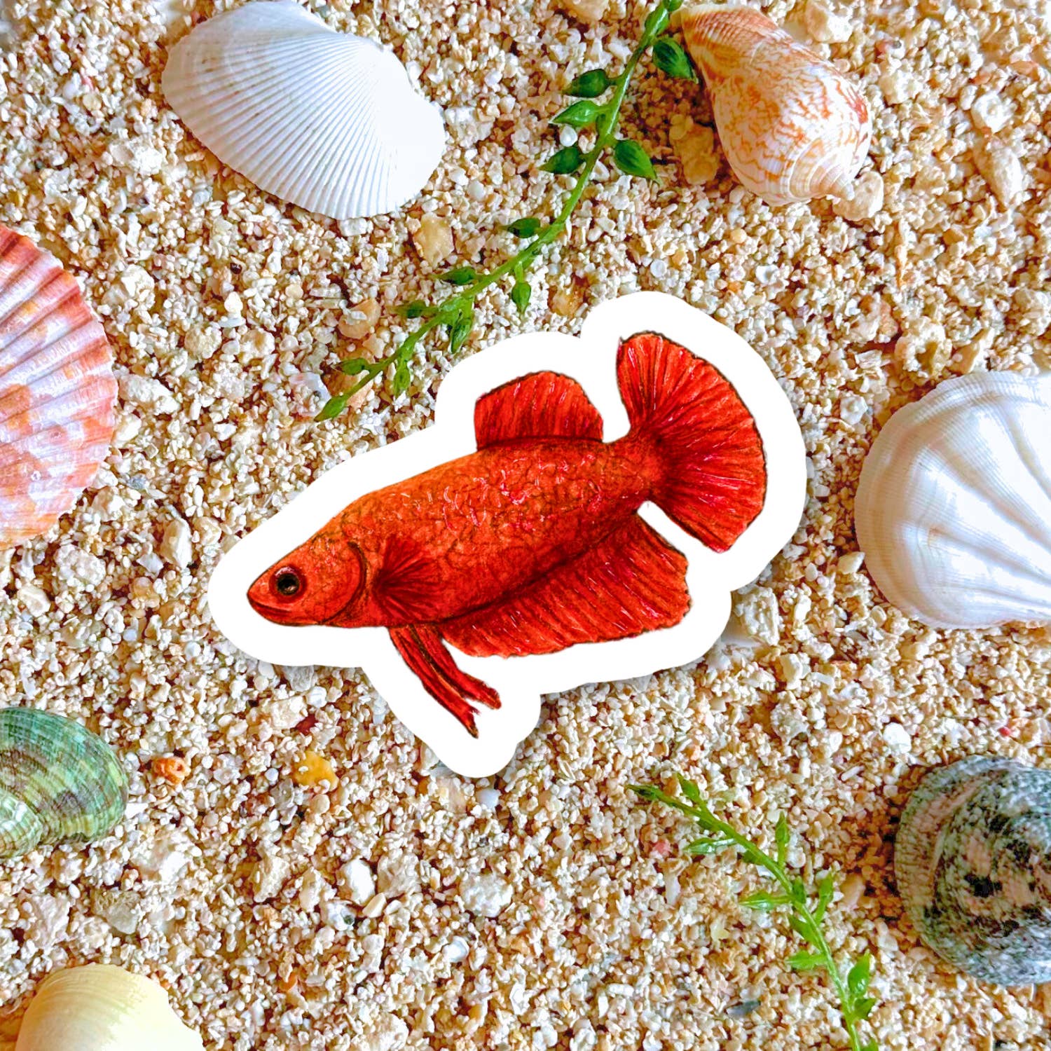 Fins and Frags - Wholesale Sticker - Handmade Red Betta Sticker, for Fish & Aquarium Lovers