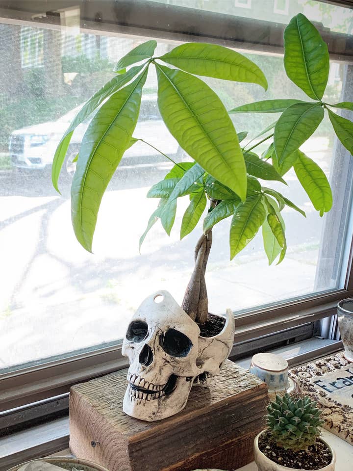 Maceta de calavera grande para venta al por mayor de Wrong World Ceramics