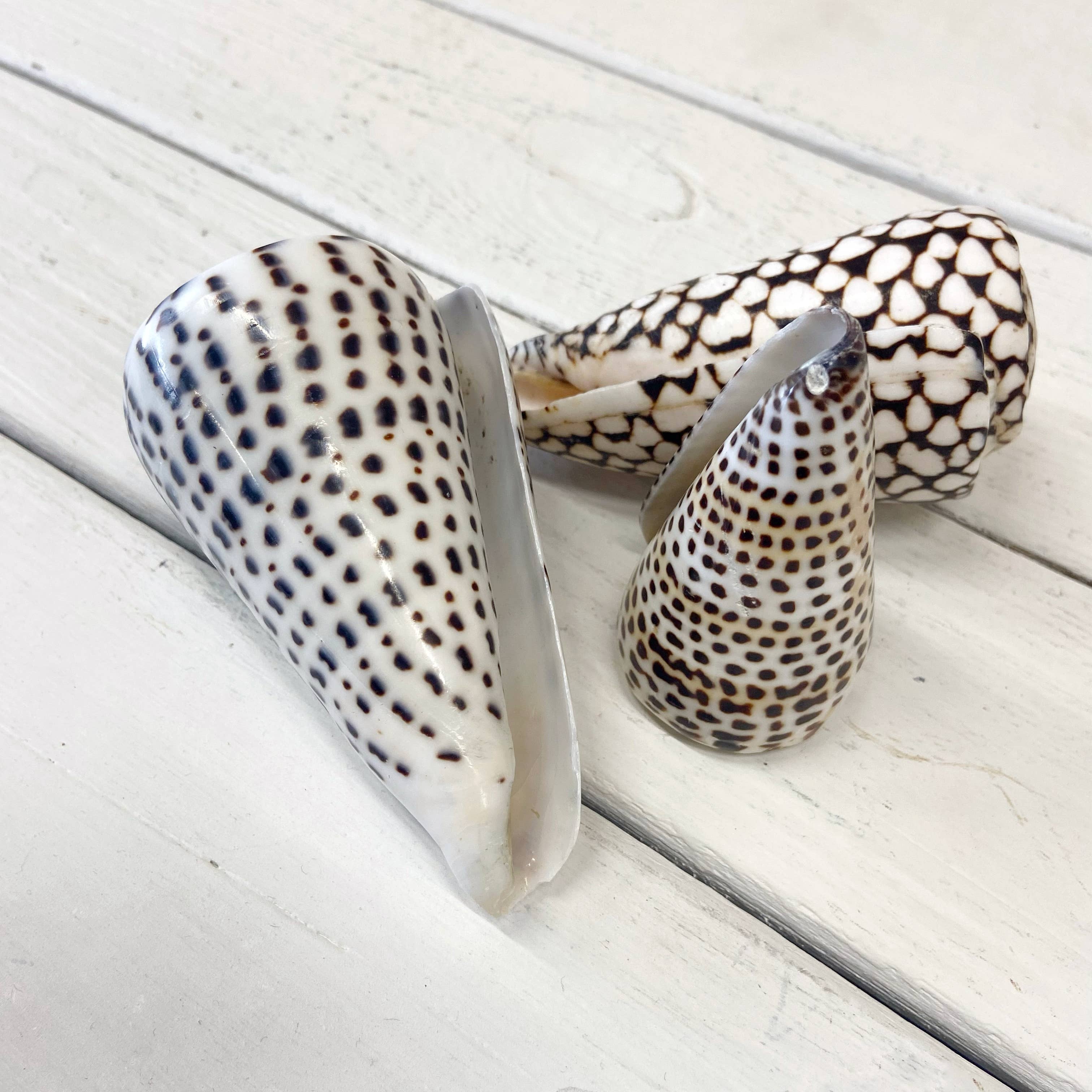 ByBazz – Engroshandel Bordpynt – Schelp Kegle1