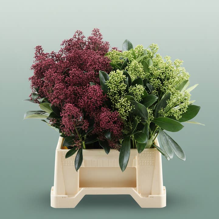 Skimmia Mixed for wholesale by All Occasions Wholesale