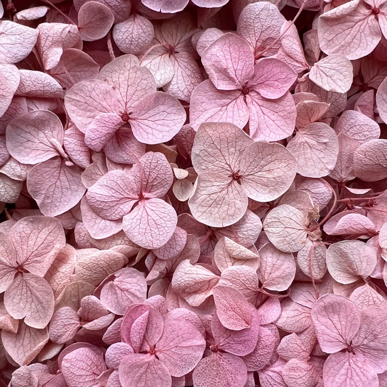 Flowery Work - Wholesale Dried/Pressed Flowers - 30 Colours Preserved & Dried Boxed Hydrangea Flower 30g11