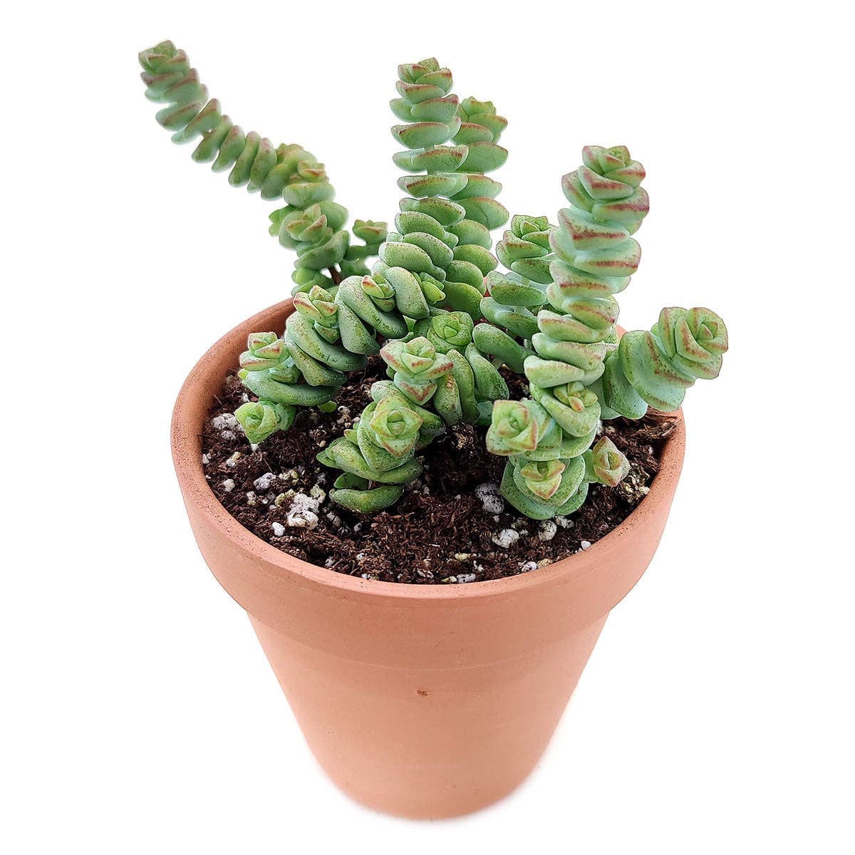 Best Plant Friend - Wholesale Succulent - Crassula Baby Necklace - Live Succulents Plant 2/4 inch Pot5