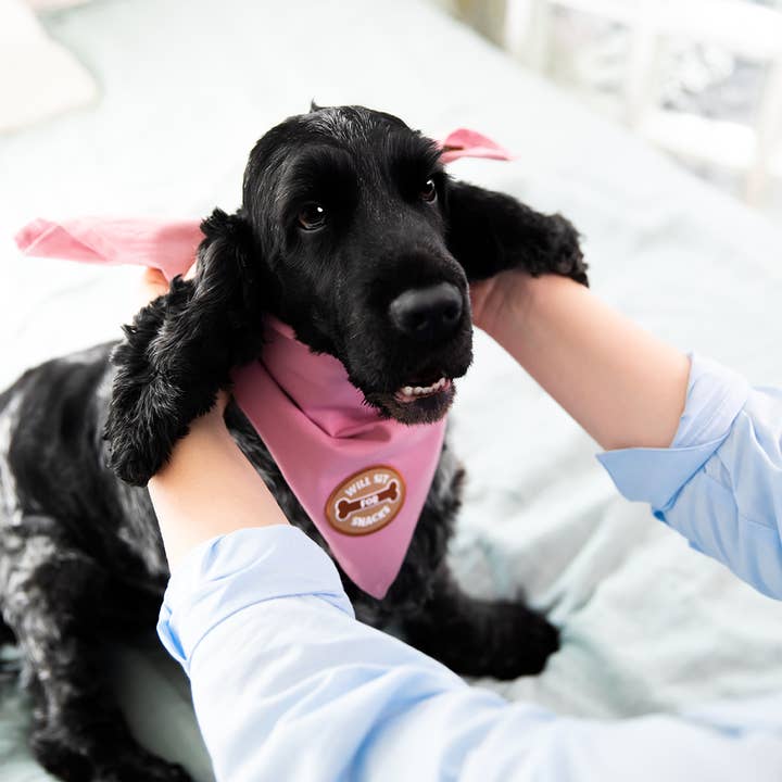 Scout's Honour - Wholesale Pet Bandana - Dog - Will Sit For Snacks iron-on patch for dogs