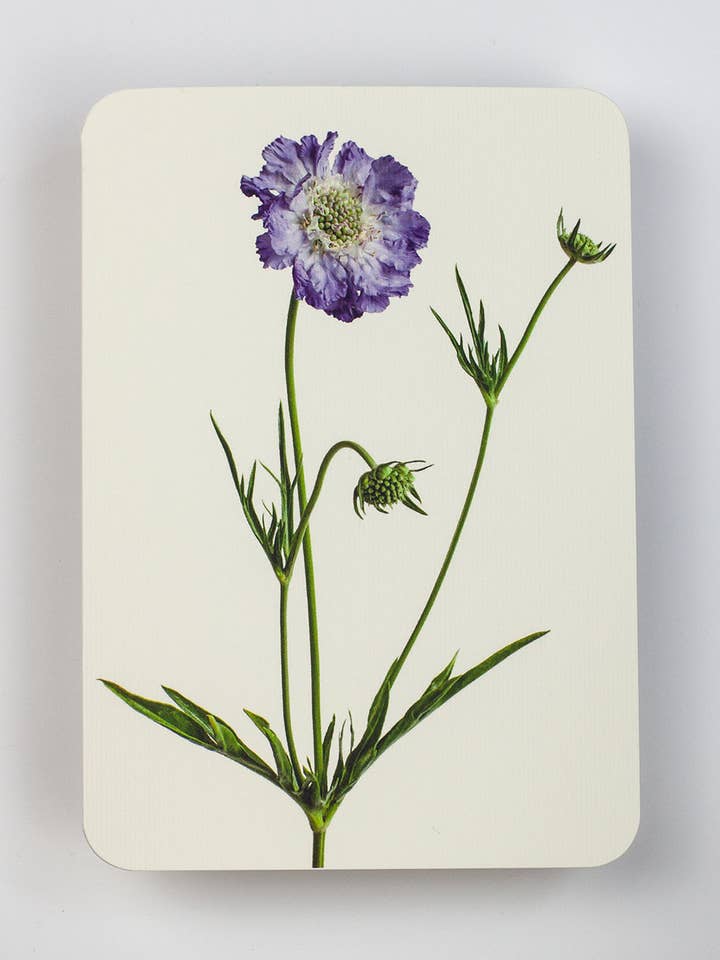 Scabiosa Hilsen Kort | Fødselsdagskort | Luksuskort for engroshandel hos Canonbury Press