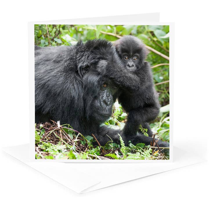 3dRose, Afrika, Rwanda, Volcanoes NP. Berggorilla met zijn jong aan het spelen, Wenskaart voor wholesale door 3dRose