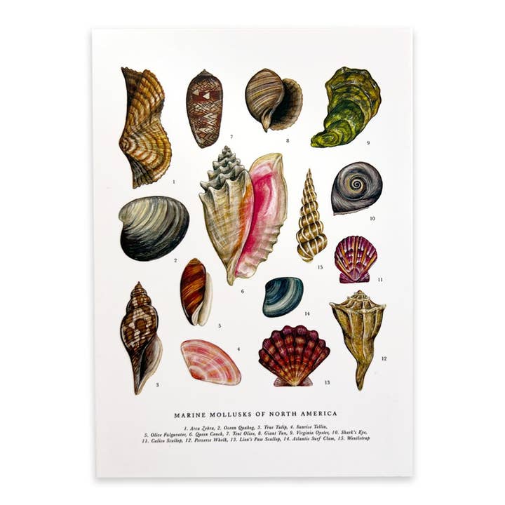 The Wild Wander - Wholesale Postcard - Seashells of North America Postcard