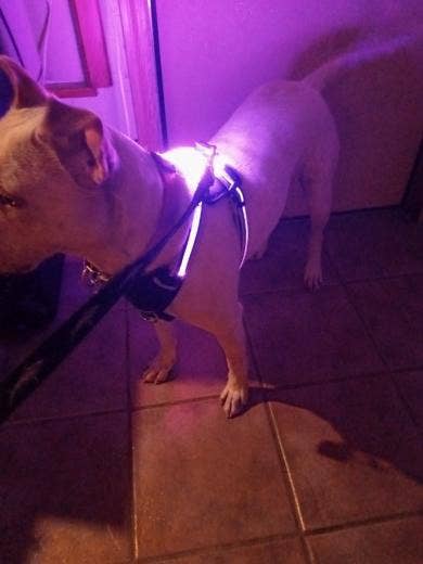 Puppy LED - Venta al por mayor Arnés - Perros - Arnés para perro con luces LED13