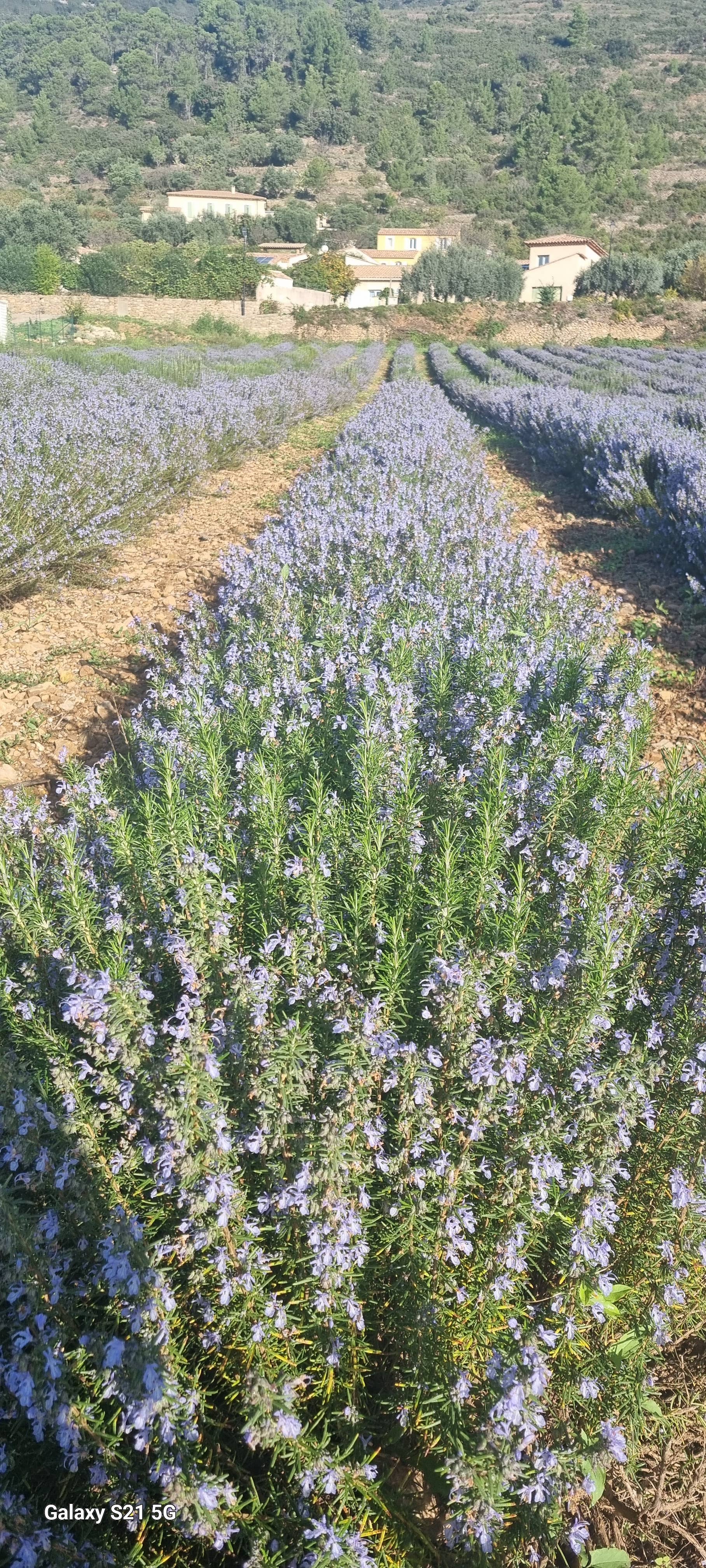 CM Essentielles - Wholesale Face & Body Mist/Water - Rosemary Verbenone Hydrosol 100 ml1