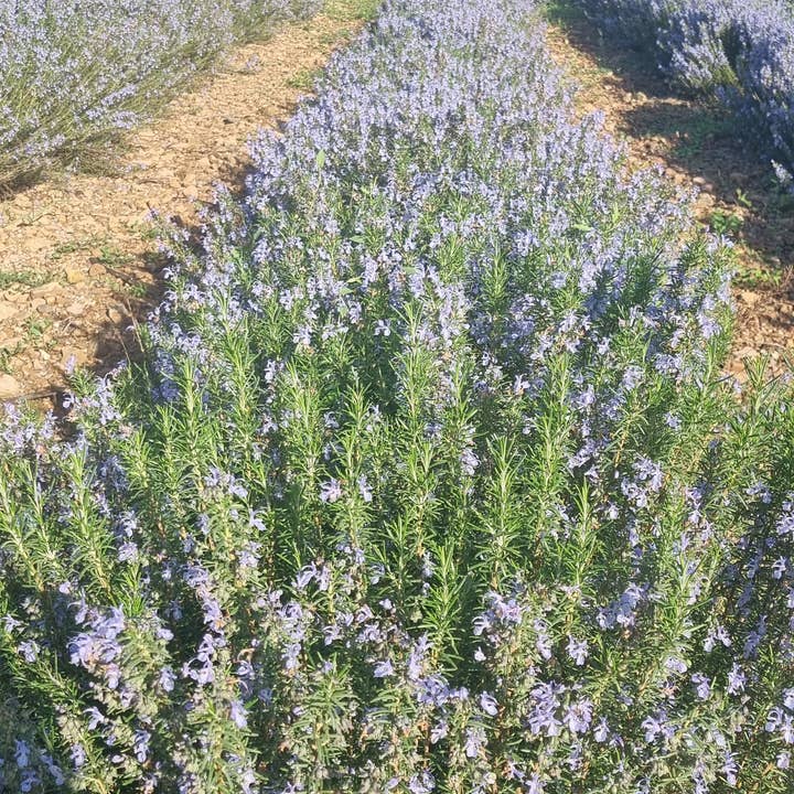 CM Essentielles - Wholesale Face & Body Mist/Water - Rosemary Verbenone Hydrosol 100 ml1