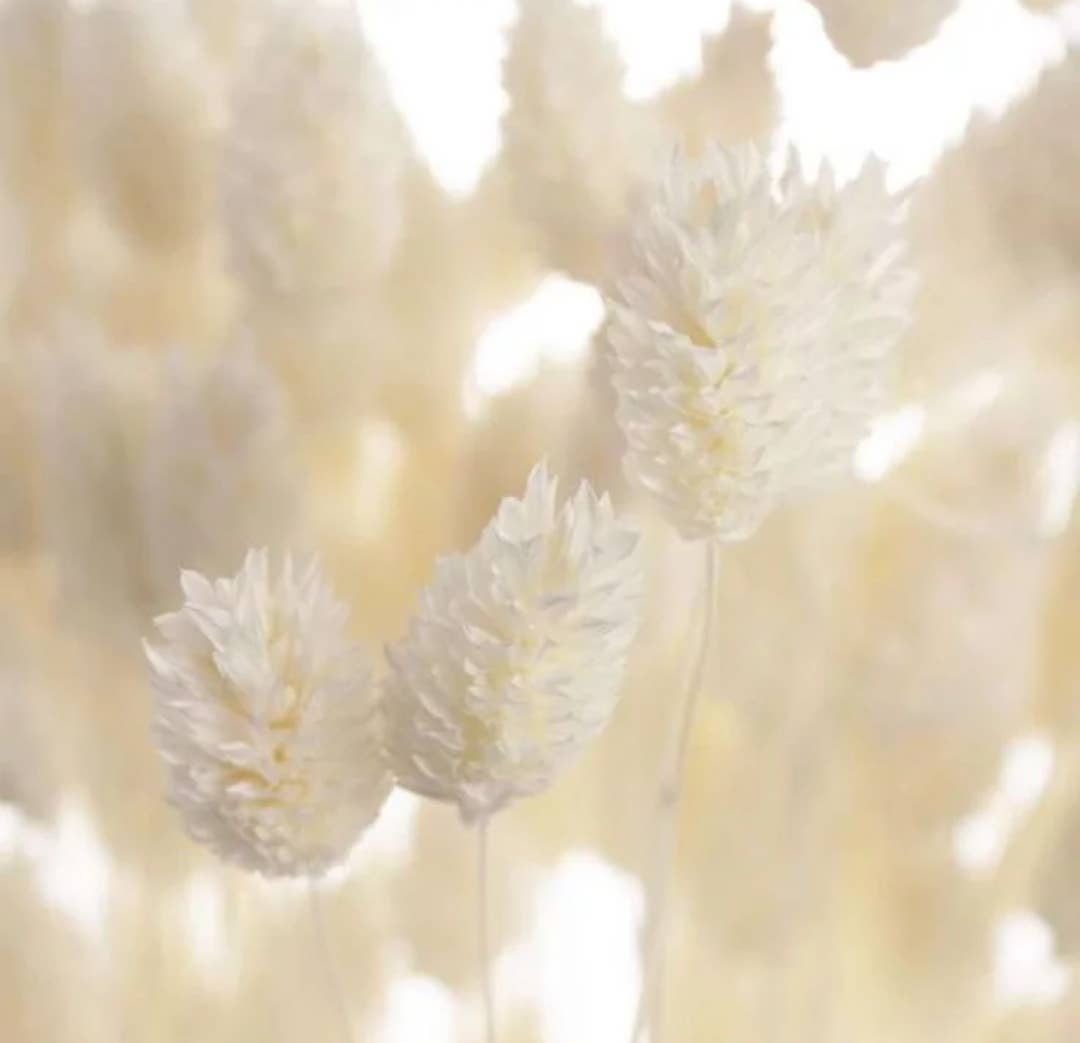 Kenty Home - Wholesale Dried/Pressed Flowers - White phalaris dried flower bouquet1