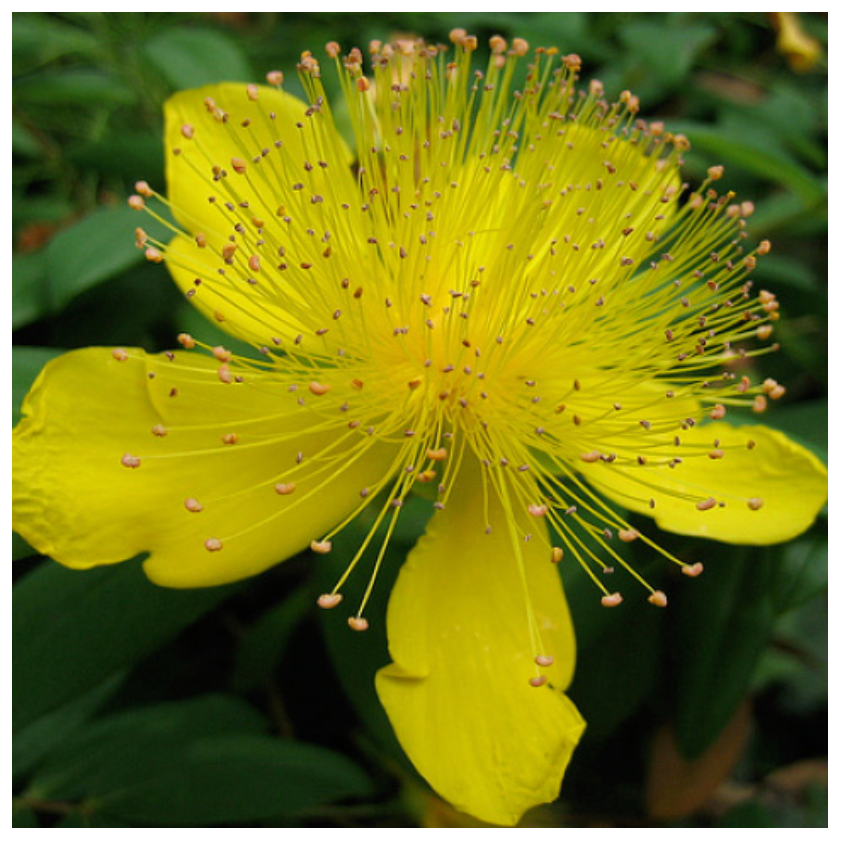 Lemuria - Vendita all'ingrosso Vitamine/integratori orali - Integratore Total Extract per il Benessere - Iperico 30 ml6