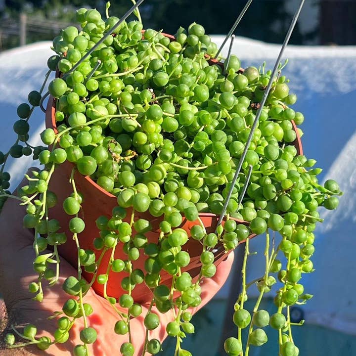 String of Pearls | Live Succulent Houseplant | 6" pot for wholesale by Nanu's Nursery