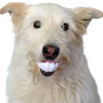 MOODY PET - Wholesale Pet Chew Toy - Dog - Humunga Chomp