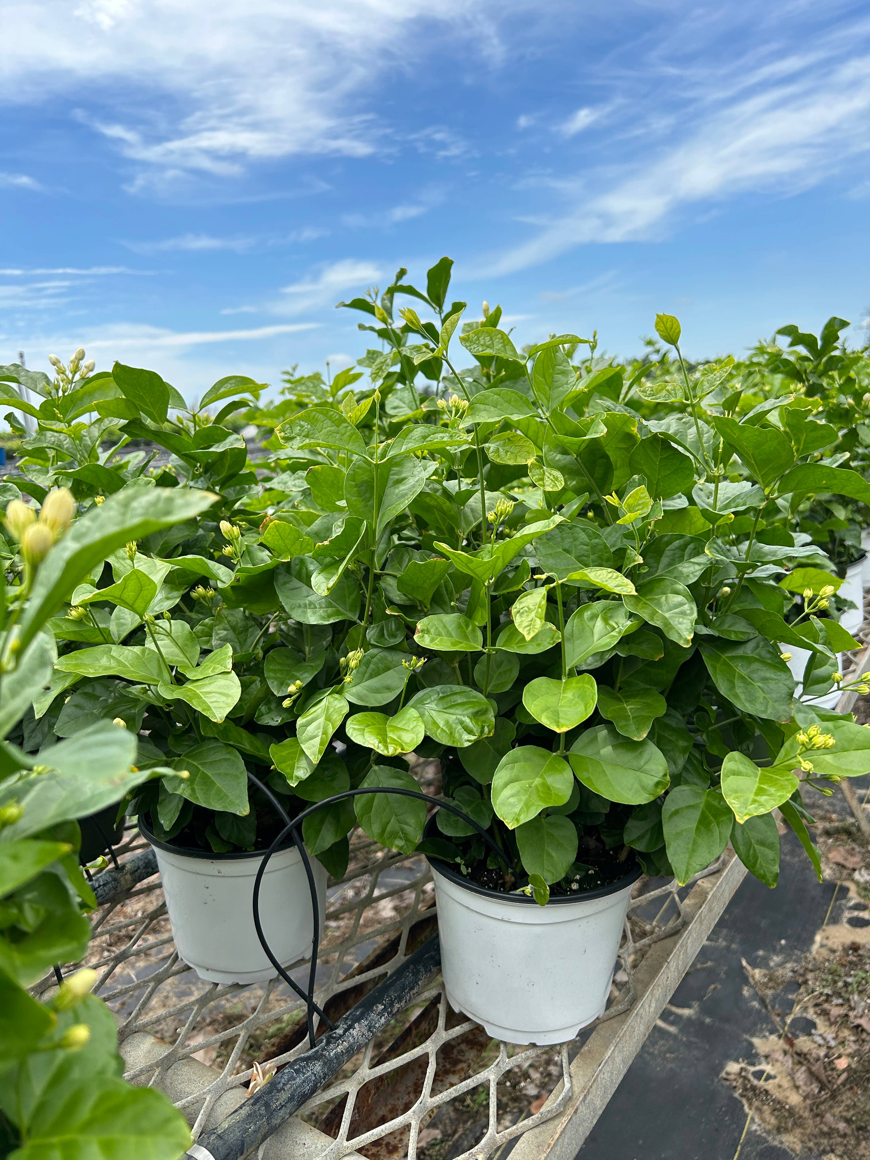 O F Nelson’s - Wholesale Live Plant - 6" Jasmine sambac 'Maid of Orleans'3