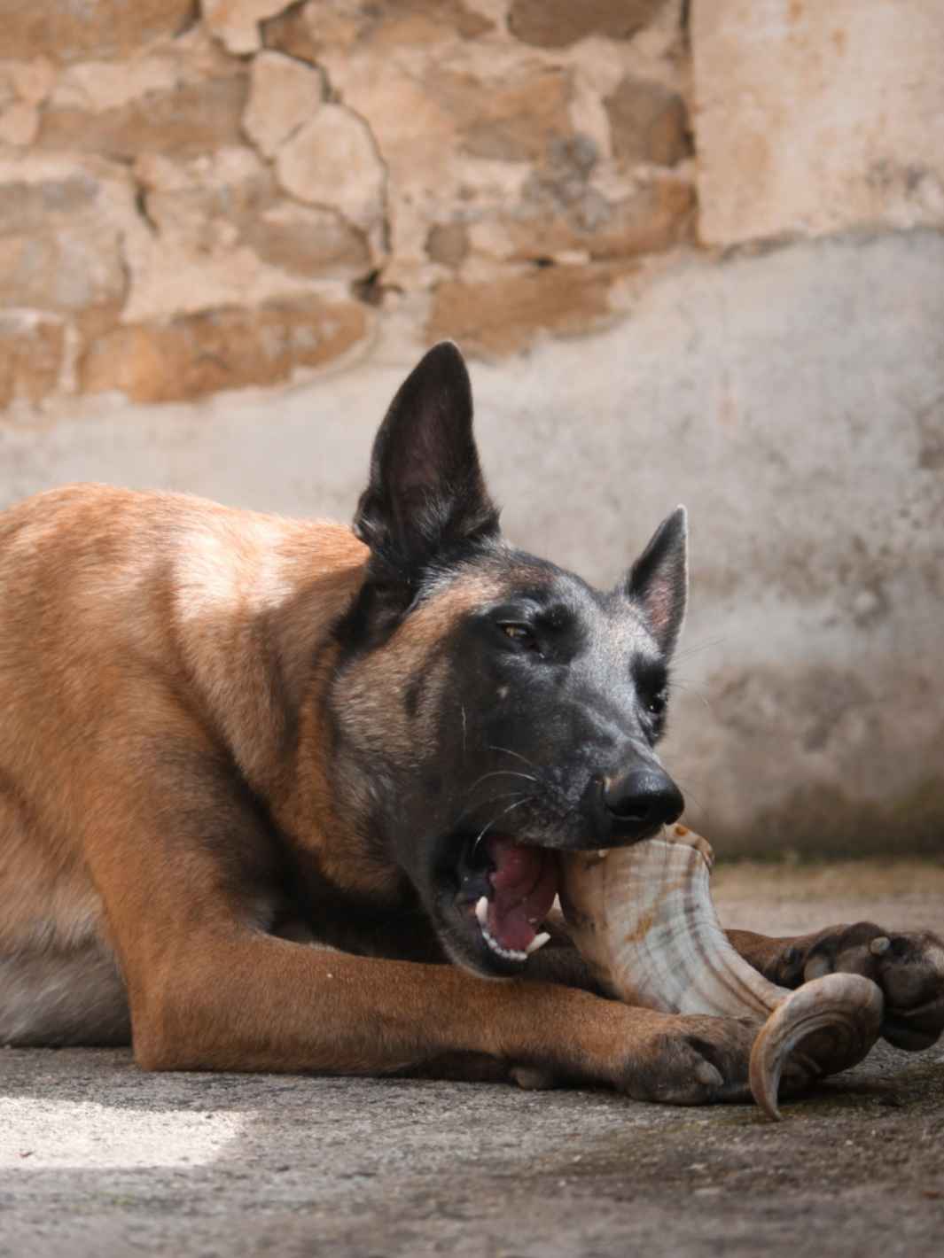 Truffe Délice - Wholesale Pet Chew Toy - Dog - Sheep horn5