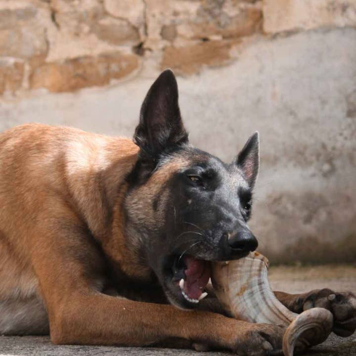 Truffe Délice - Wholesale Pet Chew Toy - Dog - Sheep horn5