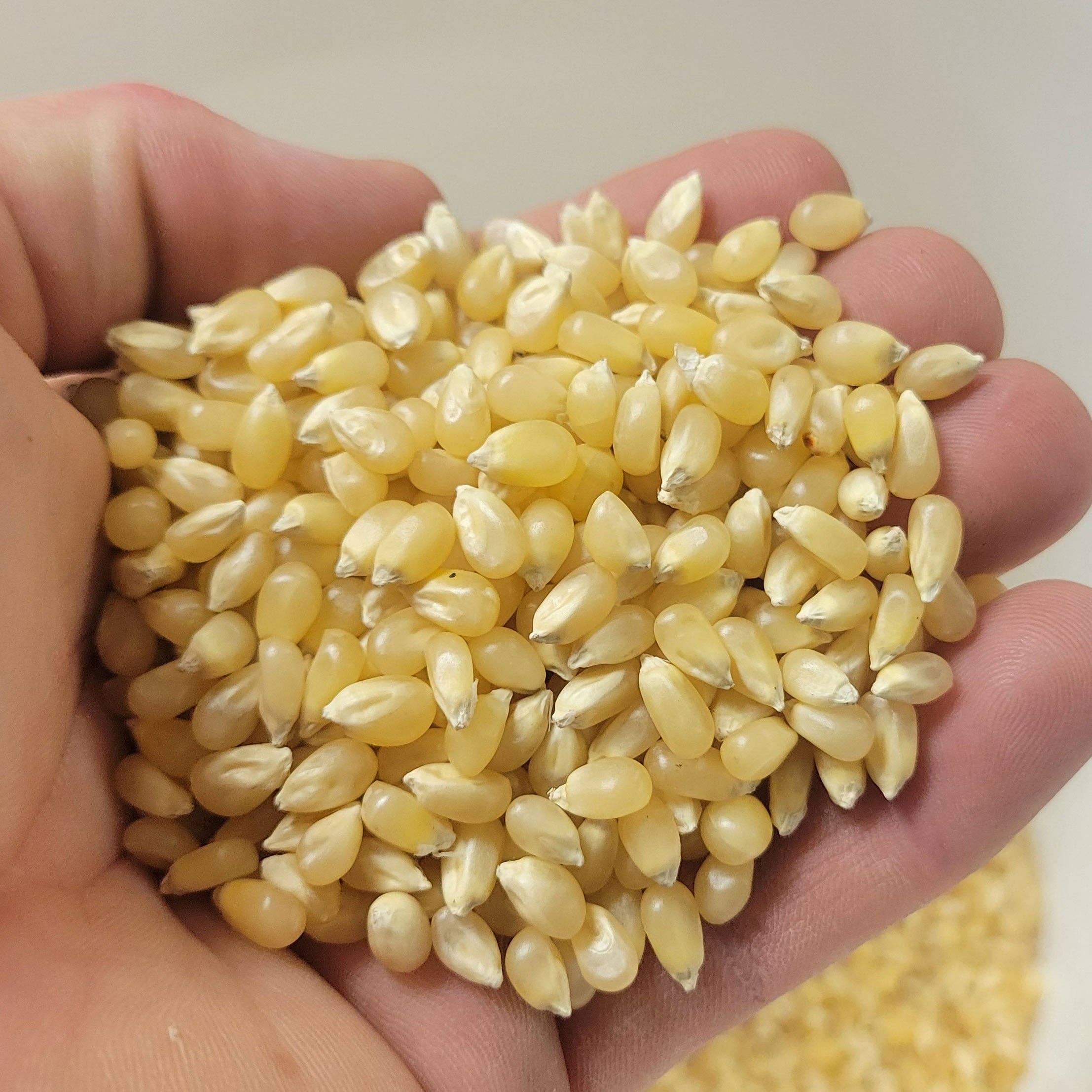 Princeton Popcorn Company, LLC – Engroshandel Popcornkerner – 2lb pose Princeton Popcorn store gule popcornkerner, luftige og store, ikke-GMO, skrogfri, direkte fra landmanden, glutenfri til popning, ideel til oliepopcornmaskine, mikrobølgepopcorn eller luftpopper.4