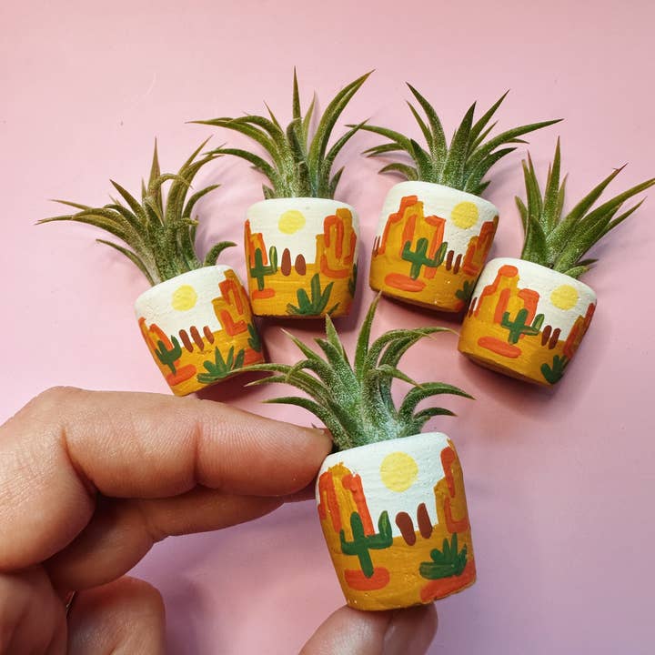 O'Berry's Succulents - Wholesale Plant Pot - Baja Desert Mini Planter0