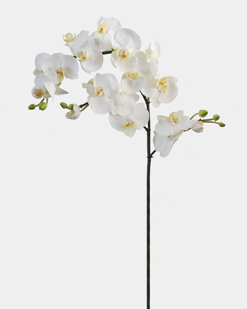 Prestige Botanicals - Vente Fleurs artificielles - Orchidée Phalaenopsis à Fleurs Blanches 34"