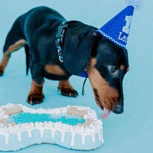 Dog Cake Bakery LLC - Wholesale Pet Treats - Dog - Dog Cake | Dog Birthday Cakes | Birthday | Bone Cake | Blue4