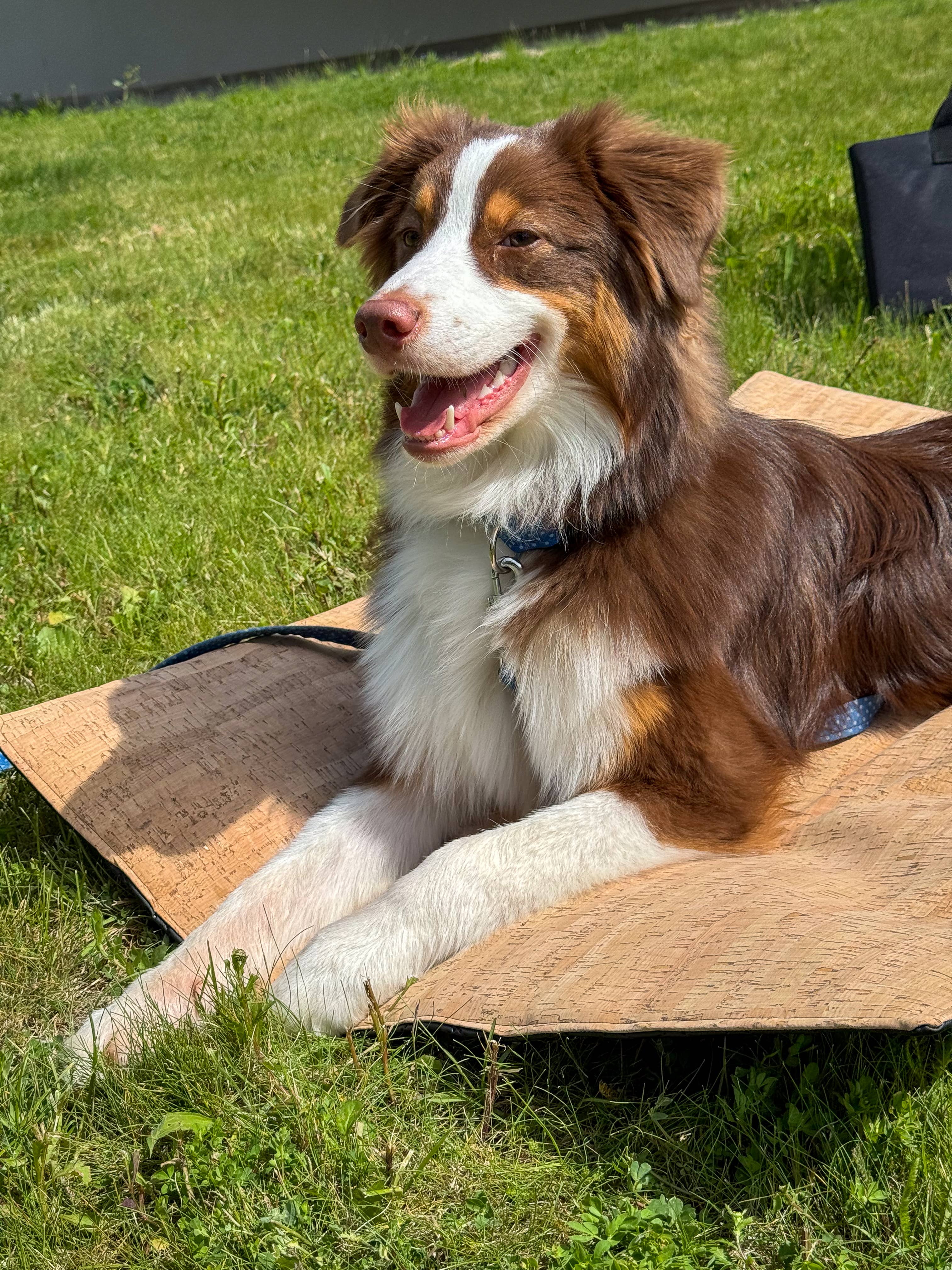 Doggotique - Wholesale Pet Mat - Dog - Cork travel mat for dogs, dog mat7