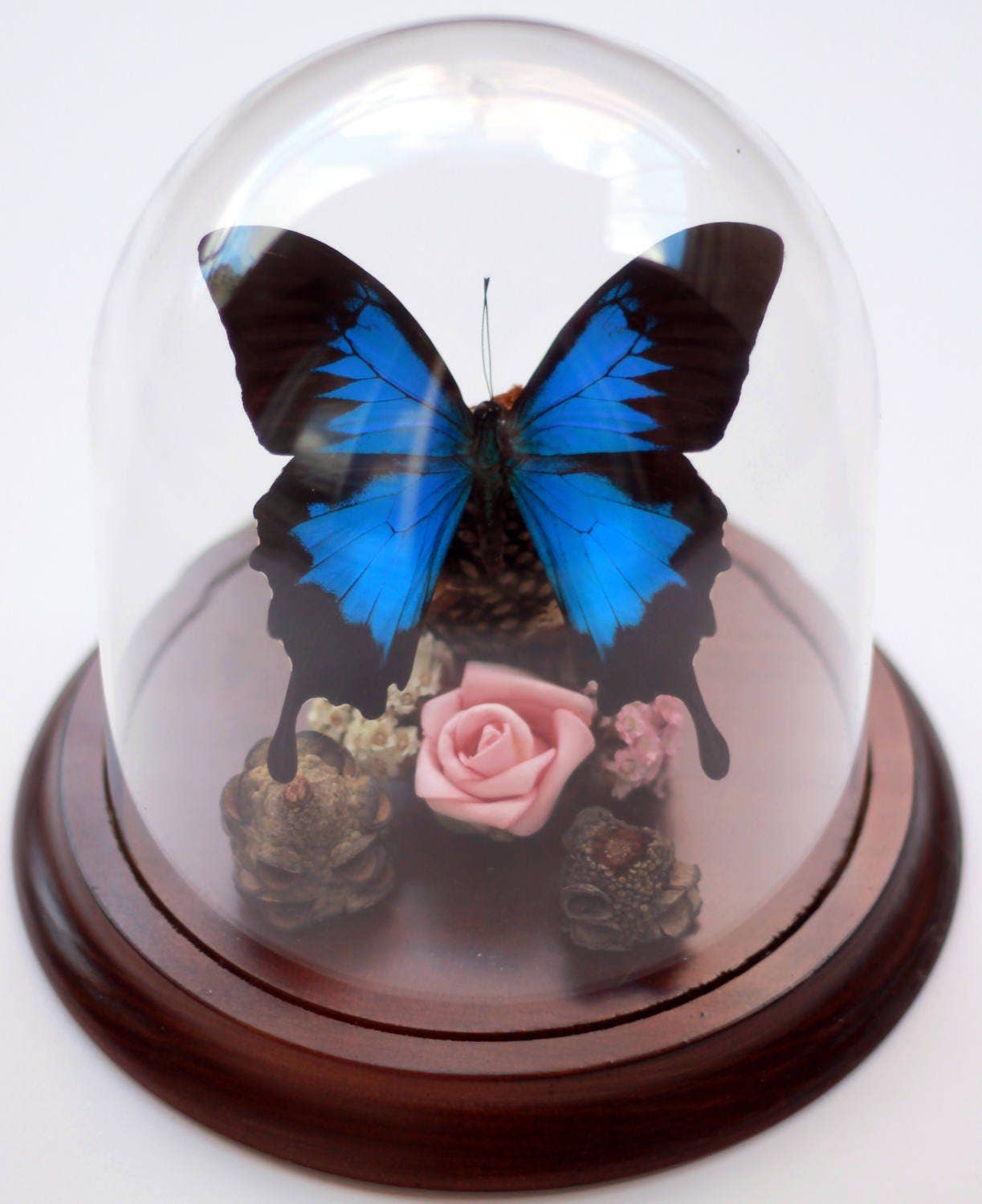 Newman Art Designs - Wholesale Decorative tabletop object - Papilio ulysses, Dunk Island Butterfly, in a Dome1