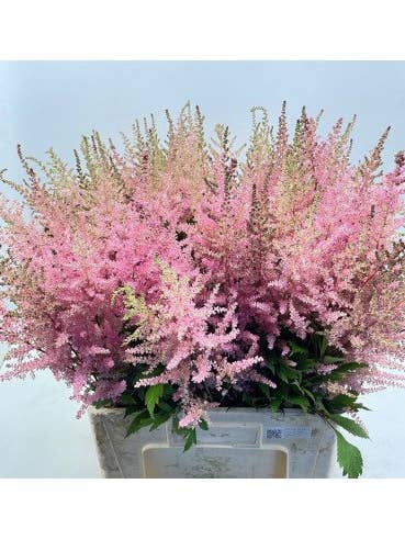 Astilbe PINK 60 / 120 stems for wholesale by Florasource