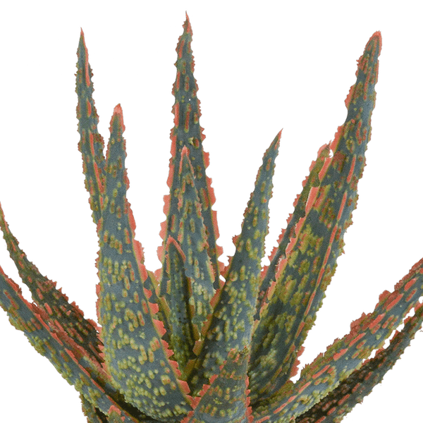 Oasis of Life – wholesale Succulent – Succulent Aloe Zebrina Dannyz – Houseplant Ø10.5cm – Star-shaped leaves with orange accents – Easy care & decorative – Direct from the grower3