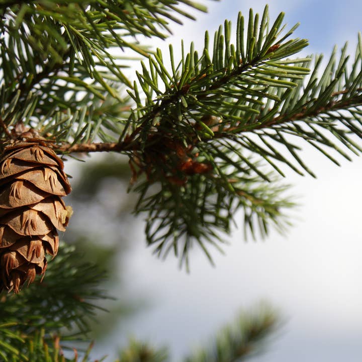 The Jonsteen Company - Wholesale Live Plant - Living Christmas Tree | Douglas-Fir | Packaged Live Tree7