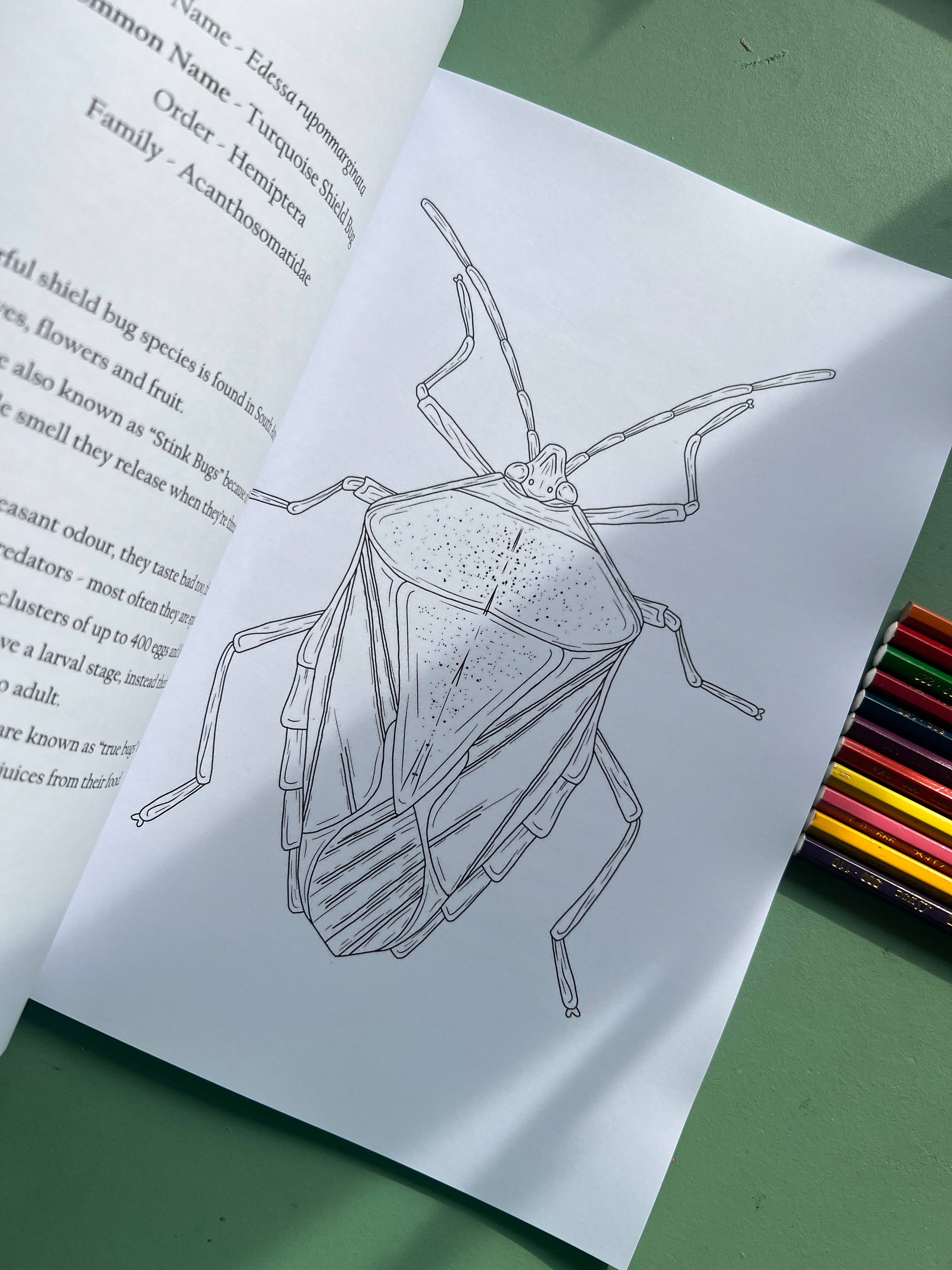 Tansy Moore - Wholesale Coloring & Activity Book - Adult - Factual Insect Colouring Book, Entomology/Wildlife Gift5