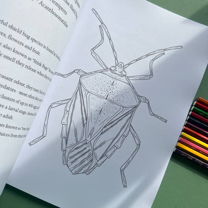 Tansy Moore - Wholesale Coloring & Activity Book - Adult - Factual Insect Colouring Book, Entomology/Wildlife Gift5