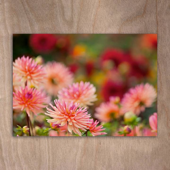 Ansichtkaart Eye0054 Dahlia bloemen voor wholesale door eye-comm