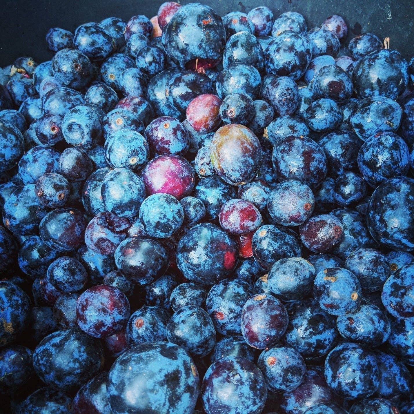 Naturally Native - Wholesale Protein/superfood powder - 100g Organic Freeze Dried Davidson Plum Powder3