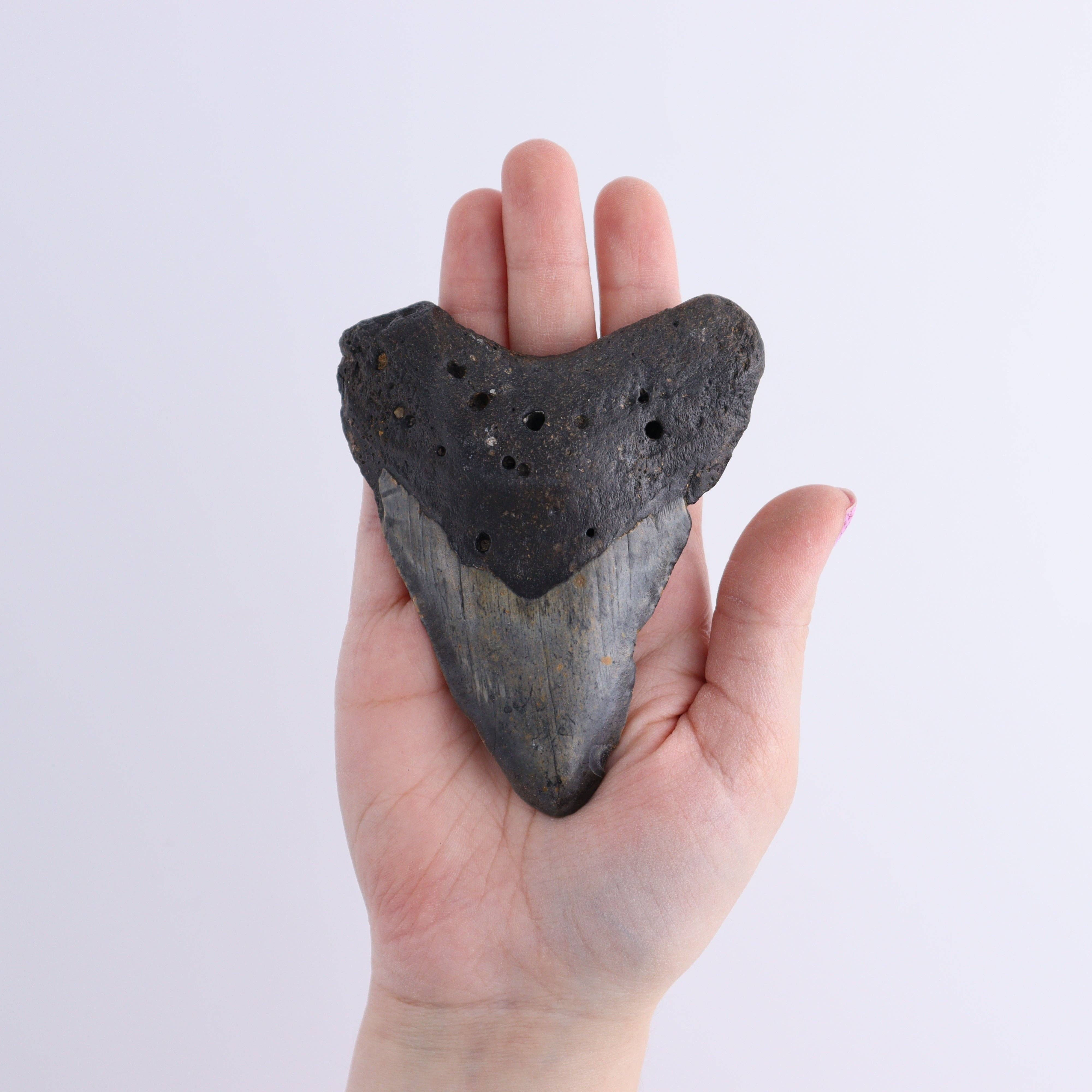 Mi Esperanza Minerals - Wholesale Decorative Tabletop Object - Megalodon Teeth Set of 64