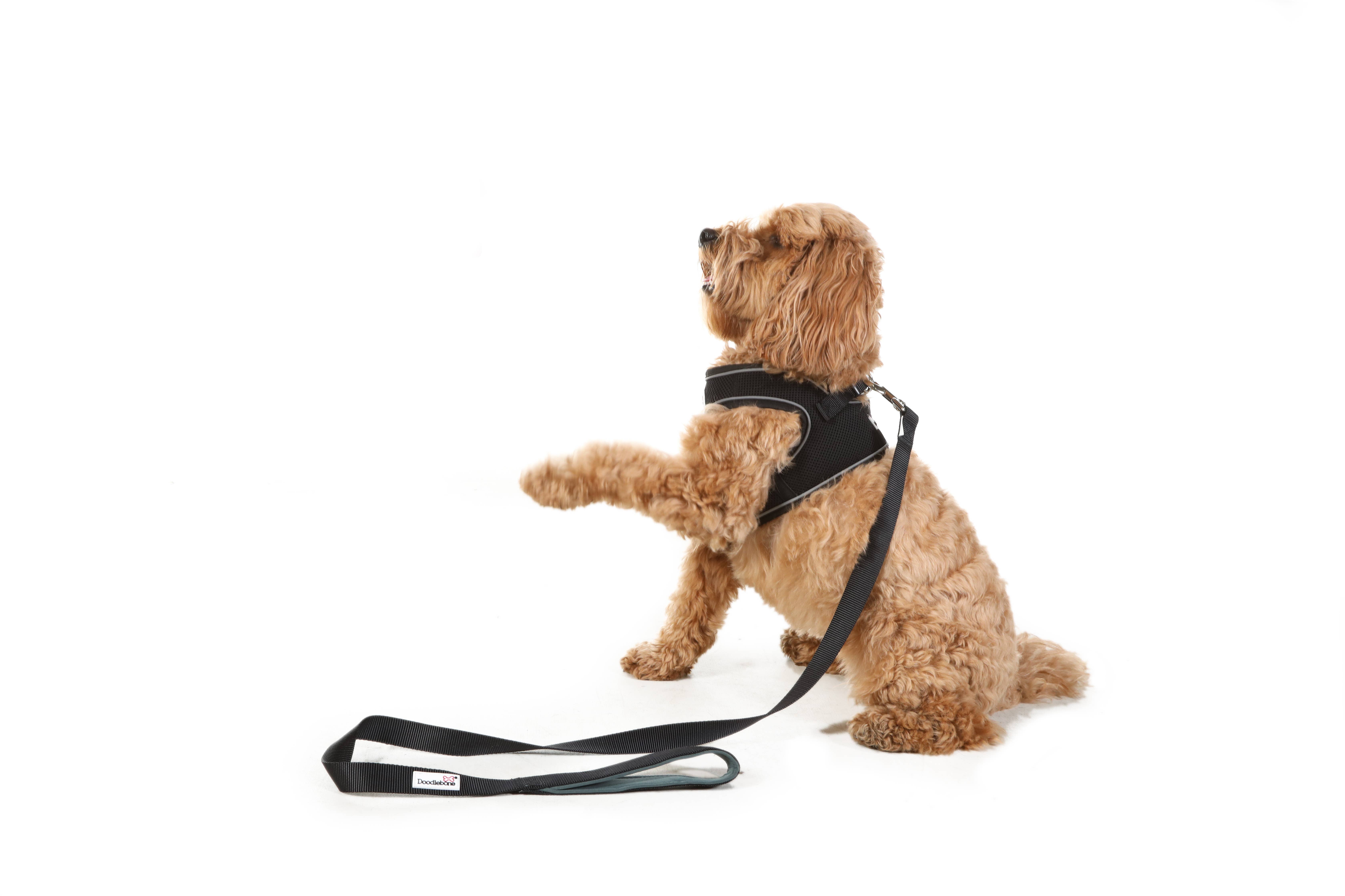 Doodlebone – wholesale Pet leash – Dog – Padded Dog lead2