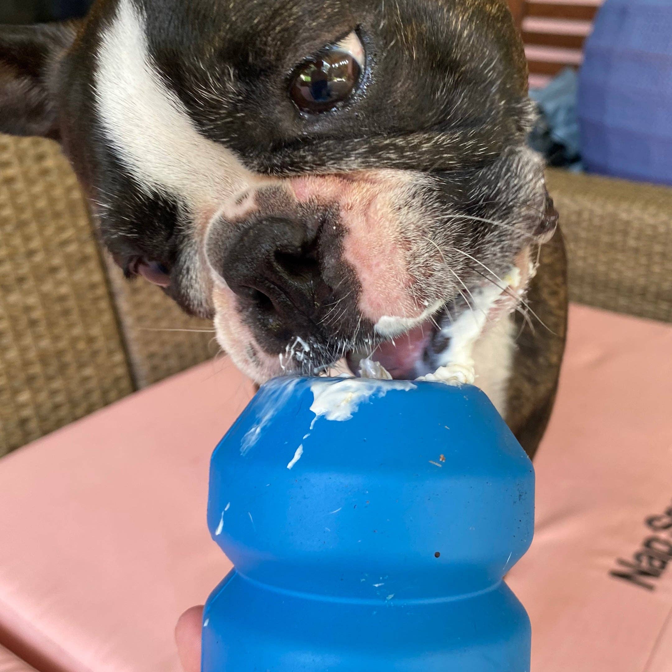 Rover Pet Products - Vendita all'ingrosso Giocattolo da masticare - Cani - Giocattolo da masticare a doppio problema3