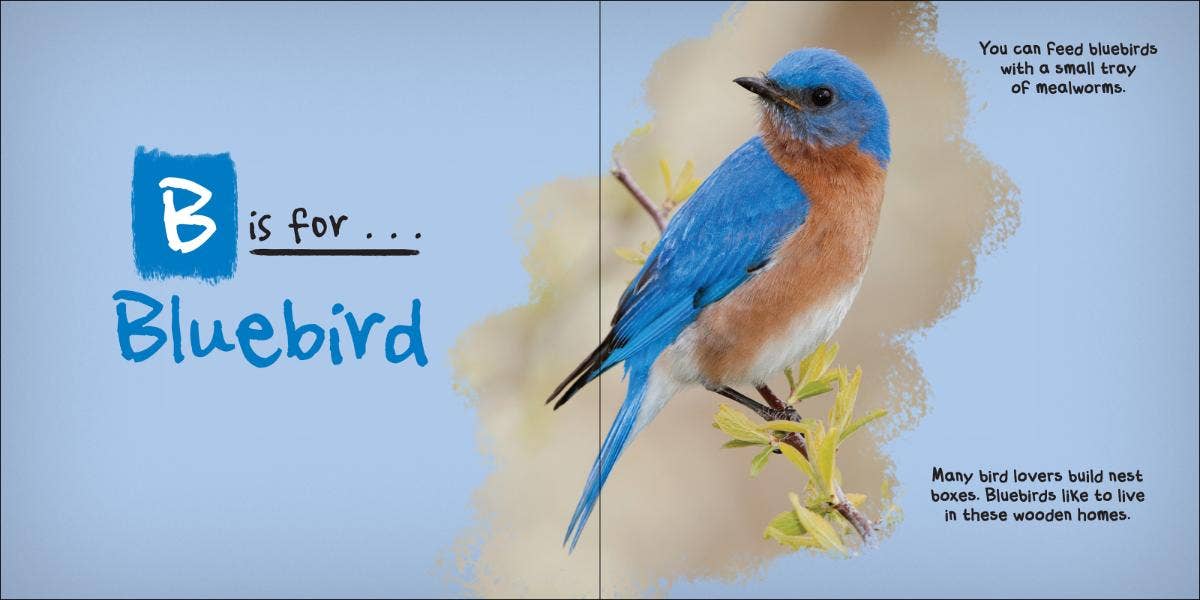 AdventureKEEN - Wholesale Nature & Outdoors - C is for Cardinal - Alphabet of Birds2