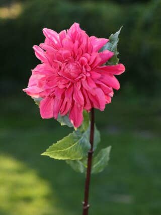 Artificial Dark Pink Dahlia Large Single Silk Flower Stem for wholesale by Mezu Silk Flowers