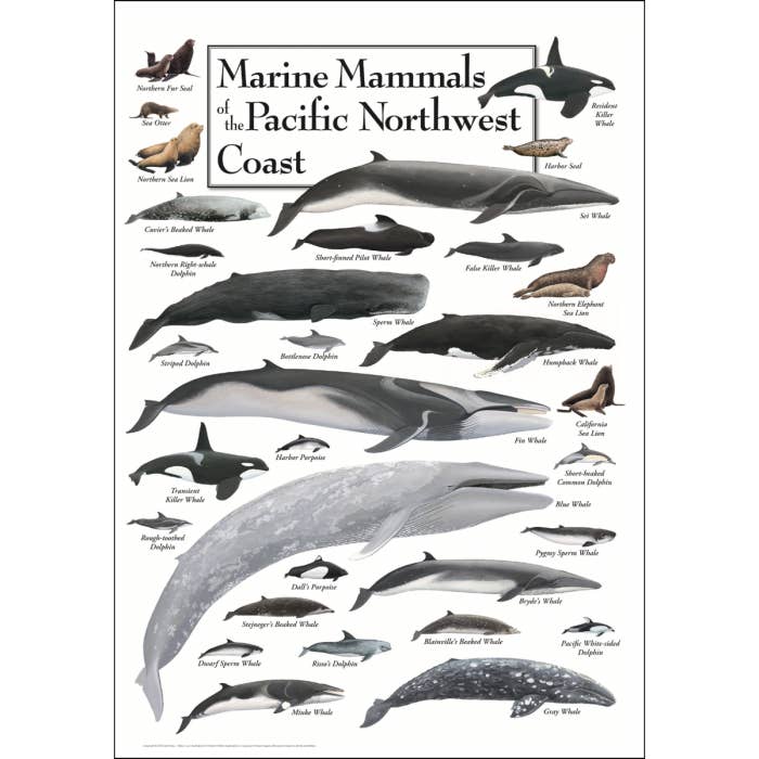 Marine Mammals of the Pacific Northwest Coast Poster for wholesale by Earth Sky + Water