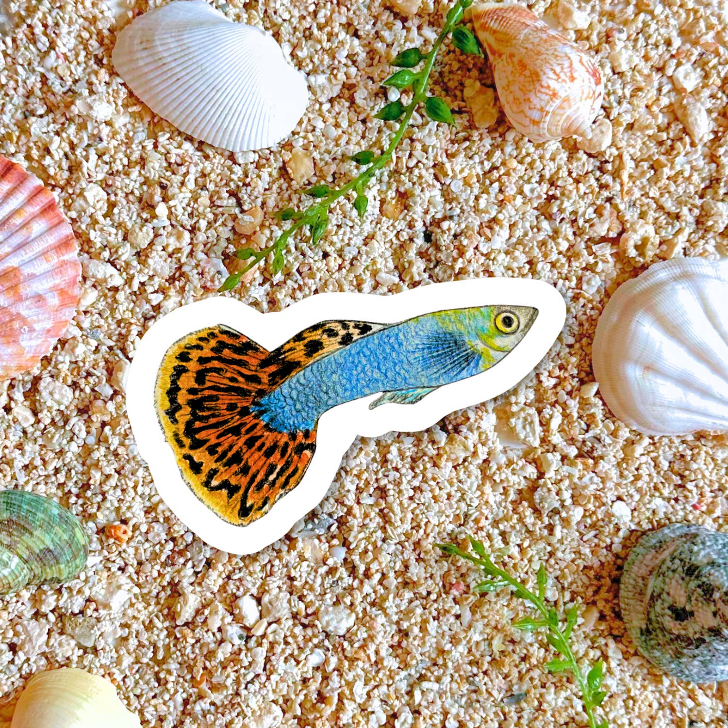 Fins and Frags - Wholesale Sticker - Handmade Guppy Sticker, for Fish & Aquarium Lovers