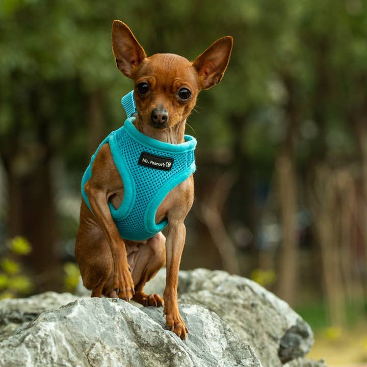 Mr. Peanut's – wholesale Sele - Hund – Mr. Peanuts PupTrek mjukt nätsele för husdjur med matchande koppel – justerbart, andningsbart, kvävningsfritt22