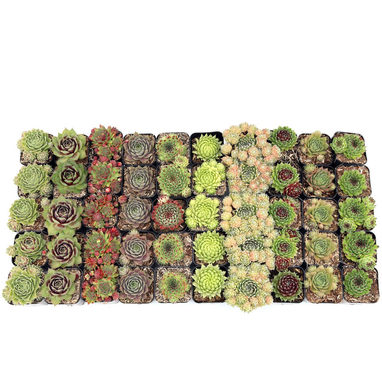 Mountain Crest Gardens - Vente Succulentes - Pack de 50 Sempervivum (10 Variétés, Pots de 2")7
