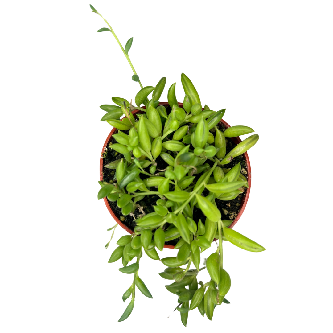 Flow State - Wholesale Live Plant - 4" String of Bananas (Curio Radicans) – Live Houseplant1