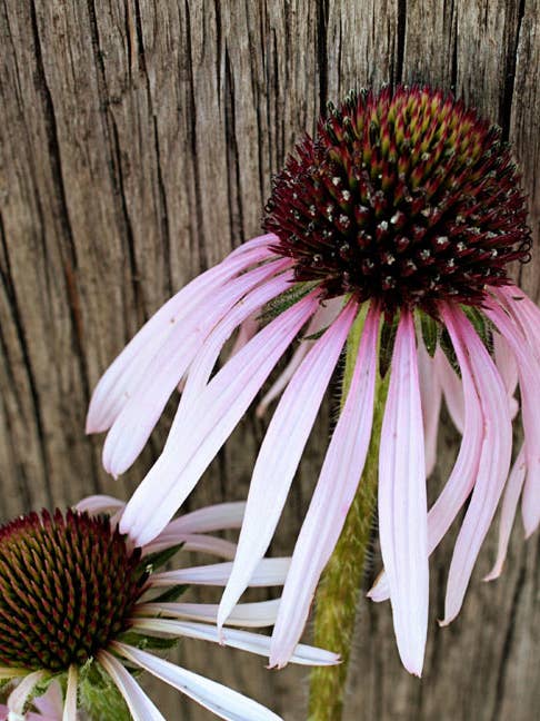 Purple Coneflower Seeds for wholesale by Decker Rd. Seeds