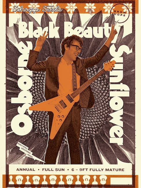 Sunflower, Black Beauty Ozzy Seed Packets for wholesale by Schoepp Seeds