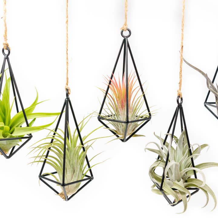 Air Plant Shop - Wholesale Hanging Planter - Hanging Metal Pendant