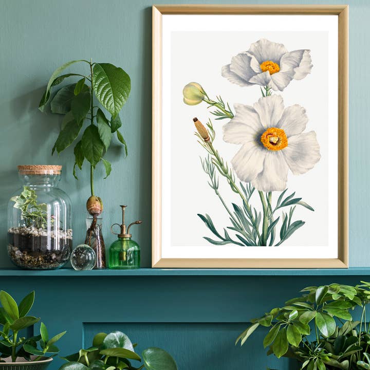 Ink & Drop – Großhandel Kunstdruck – Matilija Mohnblume Illustrationsdruck1