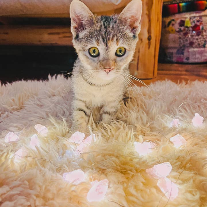 Hiouchi Jewels | Rose & Bolt Grateful Dead Jewelry - Wholesale String Lights - Love Lights ~ Crystal String Lights ~ Rose Quartz1