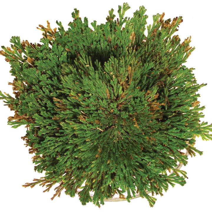 Silver Circle Products - Wholesale Plant Seeds - Dinosaur Plant